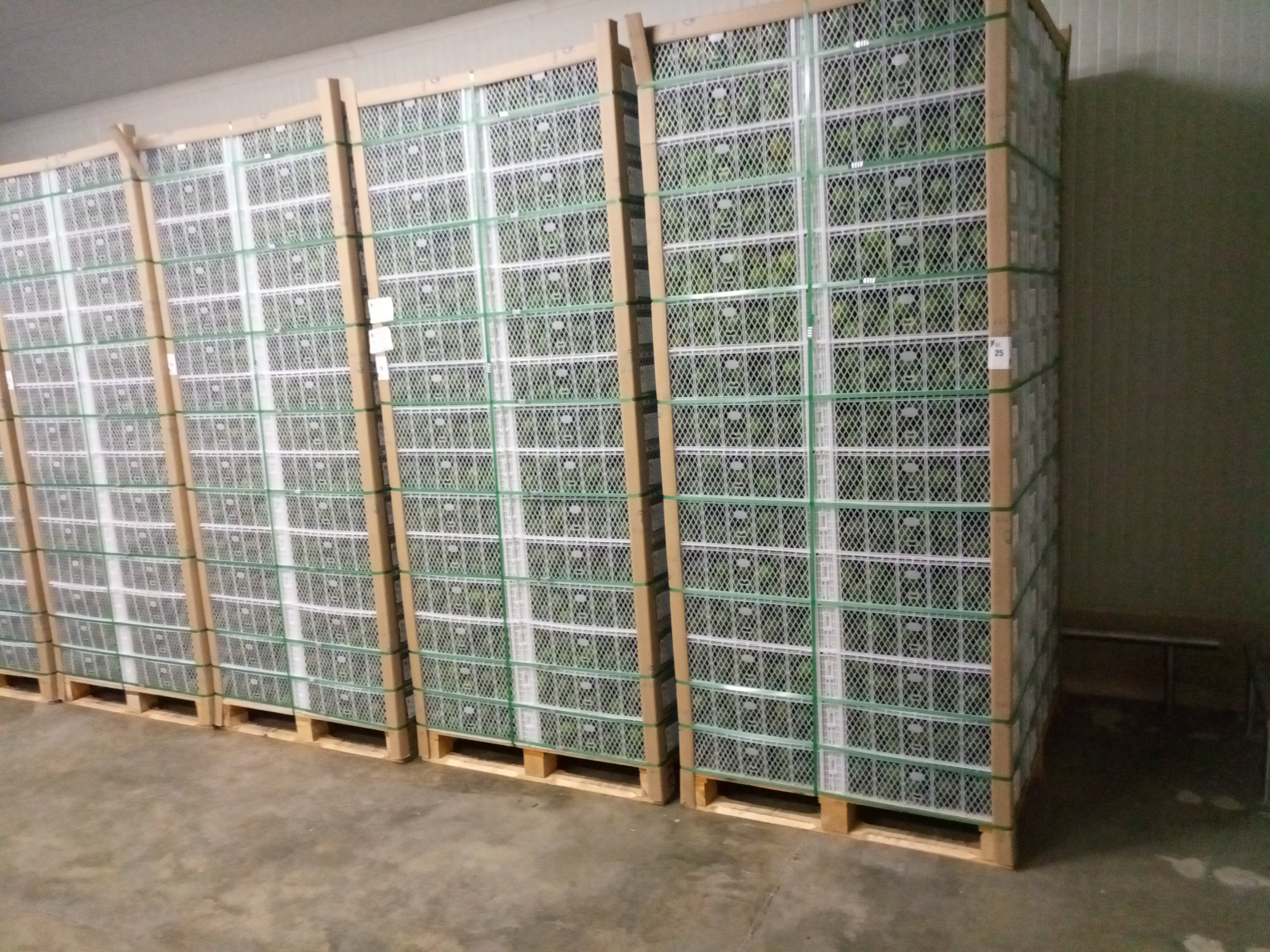 Fruta fresca Dorado División